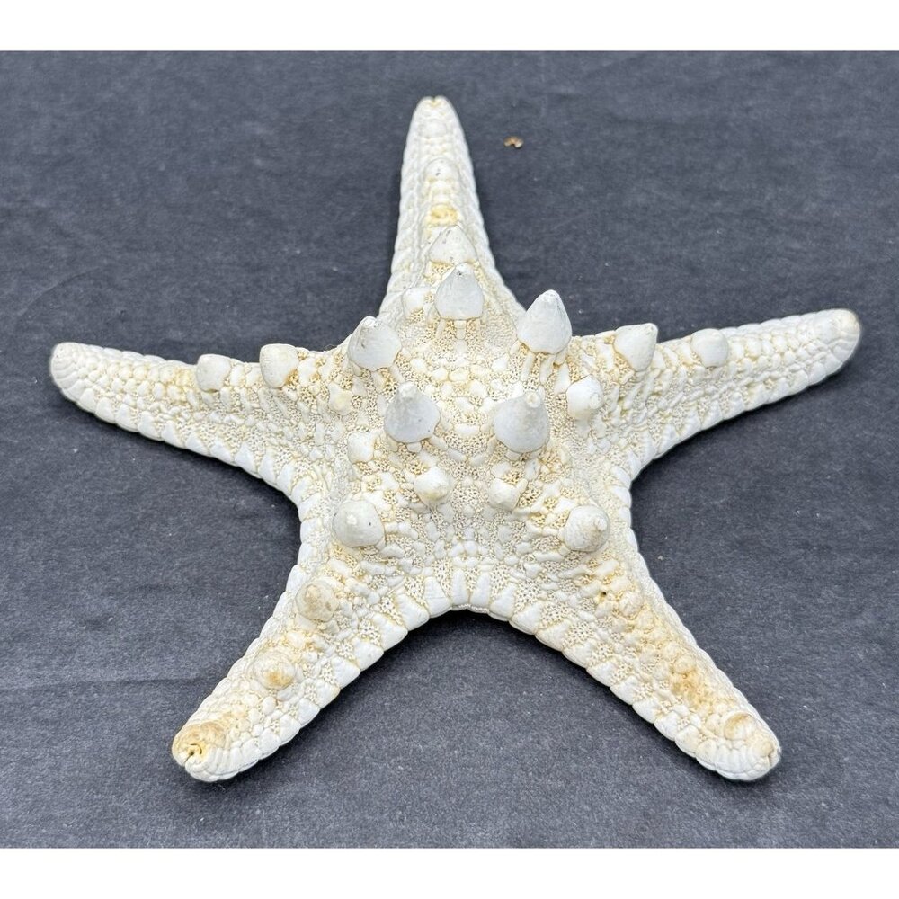 White Bleached Knobby Starfish Sea Star Shell Ocean Nautical Decor 4x4"